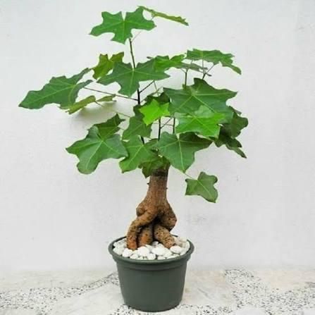 Brachychiton rock (Bottle tree) &mdash; Exotic houseplant, 15 cm shoots