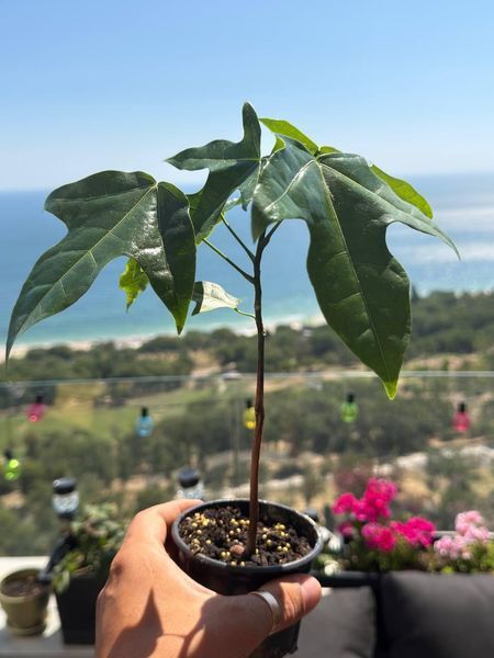 Brachychiton rock (Bottle tree) &mdash; Exotic houseplant, 15 cm shoots