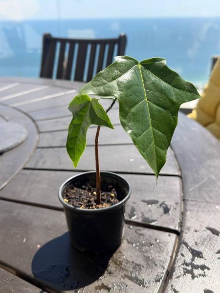 Brachychiton rock (Bottle tree) &mdash; Exotic houseplant, 15 cm shoots
