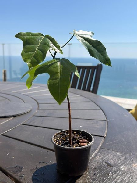 Brachychiton rock (Bottle tree) &mdash; Exotic houseplant, 15 cm shoots
