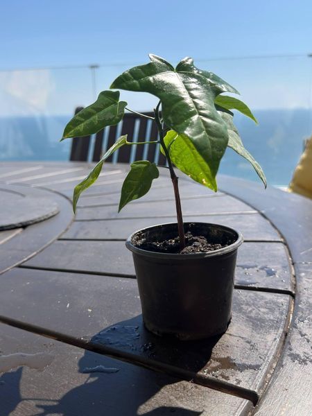 Brachychiton rock (Bottle tree) &mdash; Exotic houseplant, 15 cm shoots