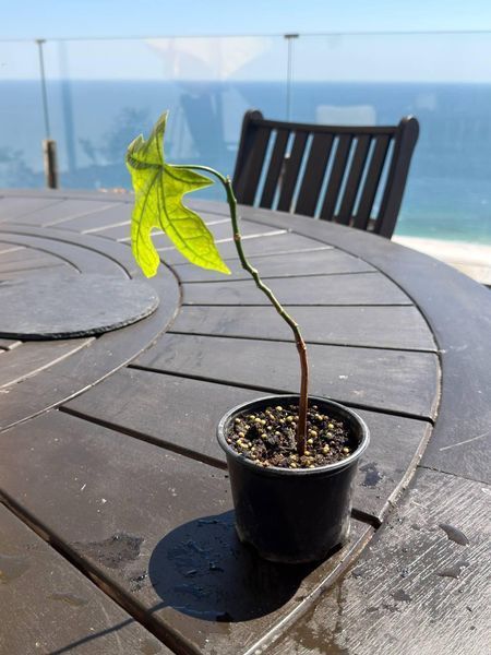 Brachychiton rock (Bottle tree) &mdash; Exotic houseplant, 15 cm shoots