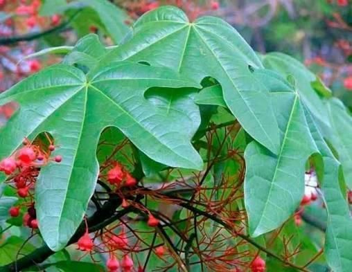 Brachychiton rock (Bottle tree) &mdash; Exotic houseplant, 15 cm shoots