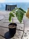 Brachychiton rock (Bottle tree) &mdash; Exotic houseplant, 15 cm shoots