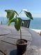 Brachychiton rock (Bottle tree) &mdash; Exotic houseplant, 15 cm shoots