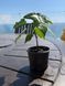 Brachychiton rock (Bottle tree) &mdash; Exotic houseplant, 15 cm shoots