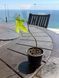 Brachychiton rock (Bottle tree) &mdash; Exotic houseplant, 15 cm shoots