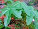 Brachychiton rock (Bottle tree) &mdash; Exotic houseplant, 15 cm shoots