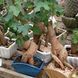 Brachychiton rock (Bottle tree) &mdash; Exotic houseplant, 15 cm shoots