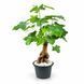 Brachychiton rock (Bottle tree) &mdash; Exotic houseplant, 15 cm shoots