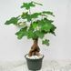 Brachychiton rock (Bottle tree) &mdash; Exotic houseplant, 15 cm shoots