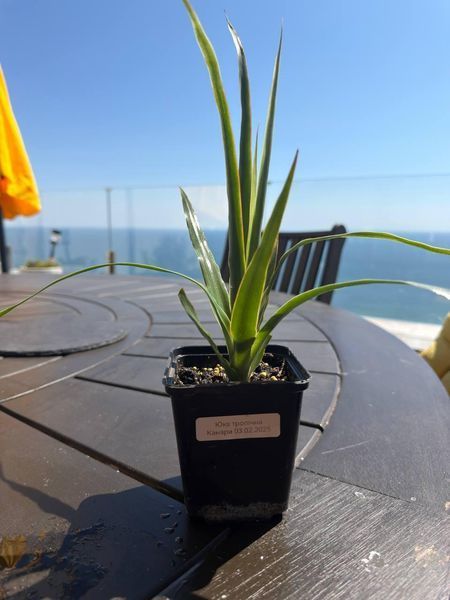 Yucca tropical, 10 cm sprouts: the perfect solution for the office and home, a green solution for improving indoor air