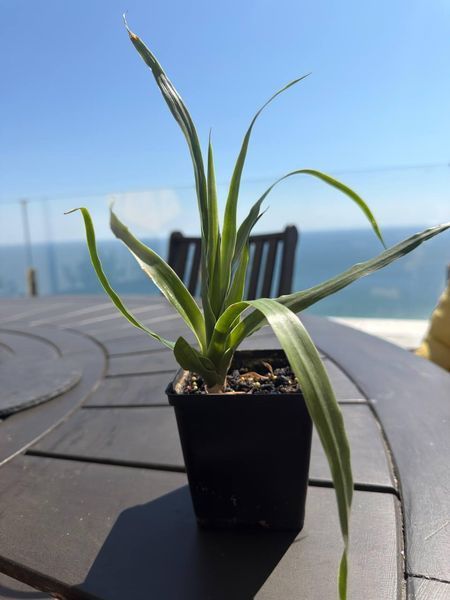 Yucca tropical, 10 cm sprouts: the perfect solution for the office and home, a green solution for improving indoor air