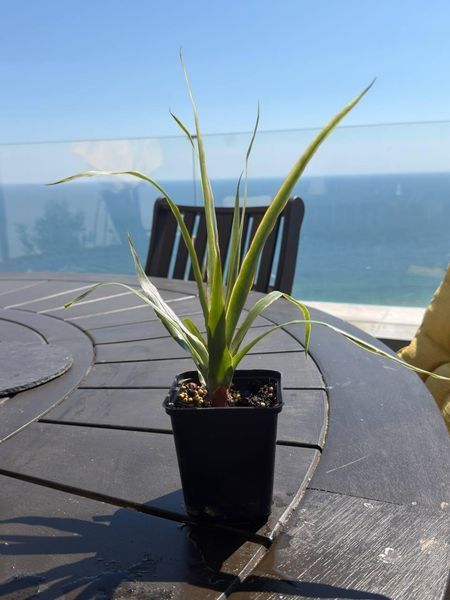 Yucca tropical, 10 cm sprouts: the perfect solution for the office and home, a green solution for improving indoor air