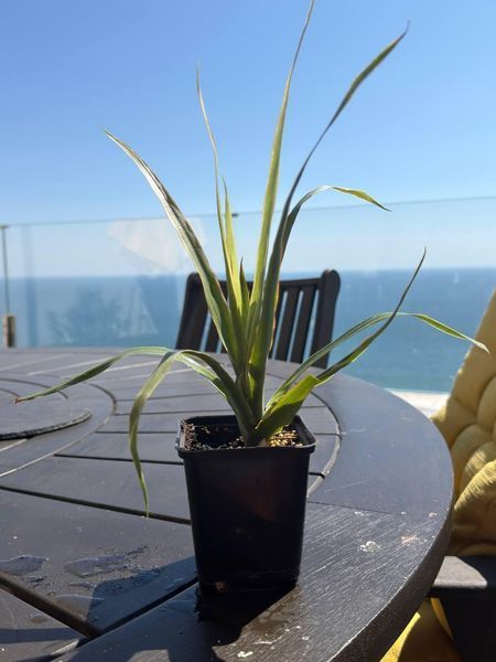 Yucca tropical, 10 cm sprouts: the perfect solution for the office and home, a green solution for improving indoor air