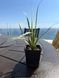 Yucca tropical, 10 cm sprouts: the perfect solution for the office and home, a green solution for improving indoor air