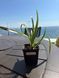Yucca tropical, 10 cm sprouts: the perfect solution for the office and home, a green solution for improving indoor air