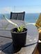 Yucca tropical, 10 cm sprouts: the perfect solution for the office and home, a green solution for improving indoor air