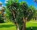 Yucca tropical, 10 cm sprouts: the perfect solution for the office and home, a green solution for improving indoor air