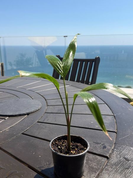 Tropical palm sprouts Bald Tail 15 cm with a natural decorative effect