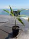 Tropical palm sprouts Bald Tail 15 cm with a natural decorative effect