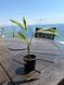 Tropical palm sprouts Bald Tail 15 cm with a natural decorative effect